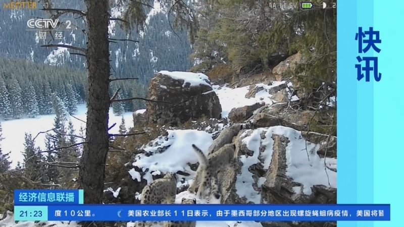 新疆雪豹客场辗转反复，获得关键胜利